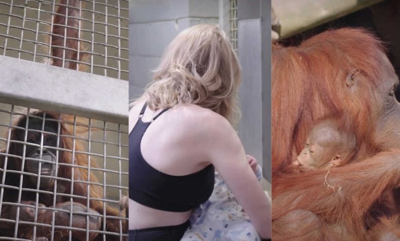 ¡Increíble! Cuidadora le enseña a mamá orangután cómo amamantar 1