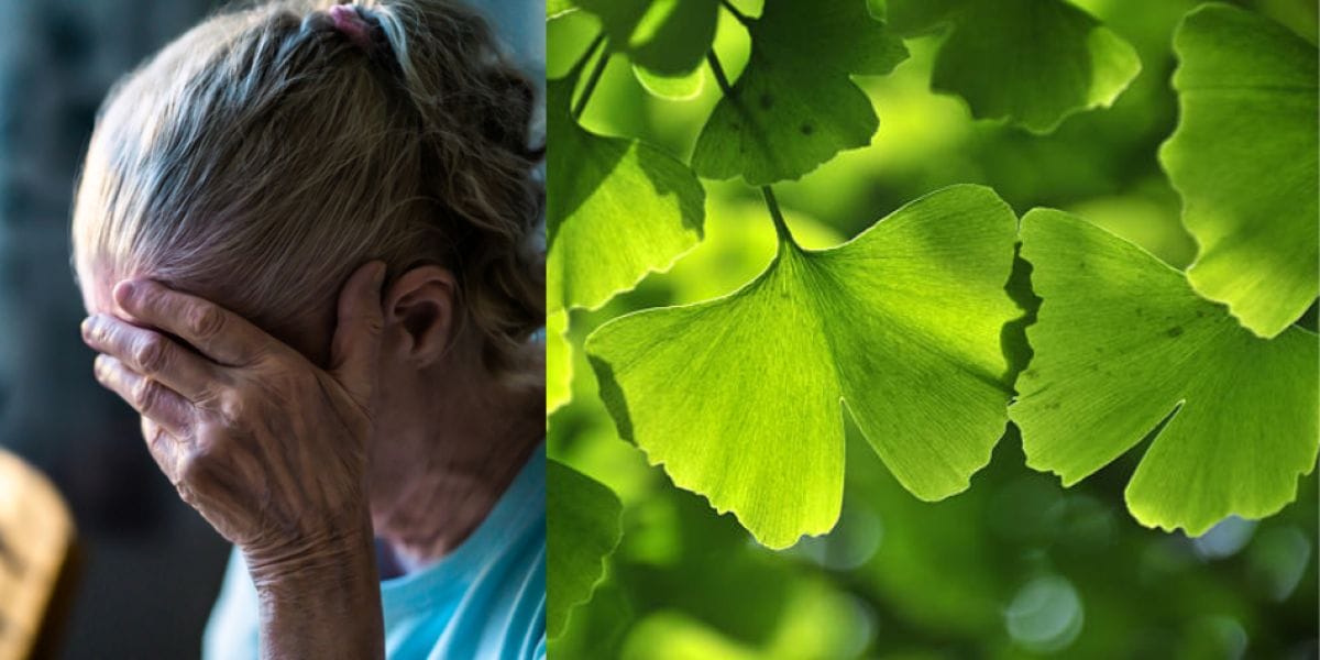 El Ginkgo Biloba Un Tesoro Milenario Revelado por la Ciencia 2